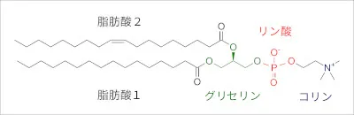 Phosphatidylcholine_labeled_ja