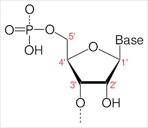 Nukleotid_num