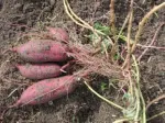 sweet_potato_root